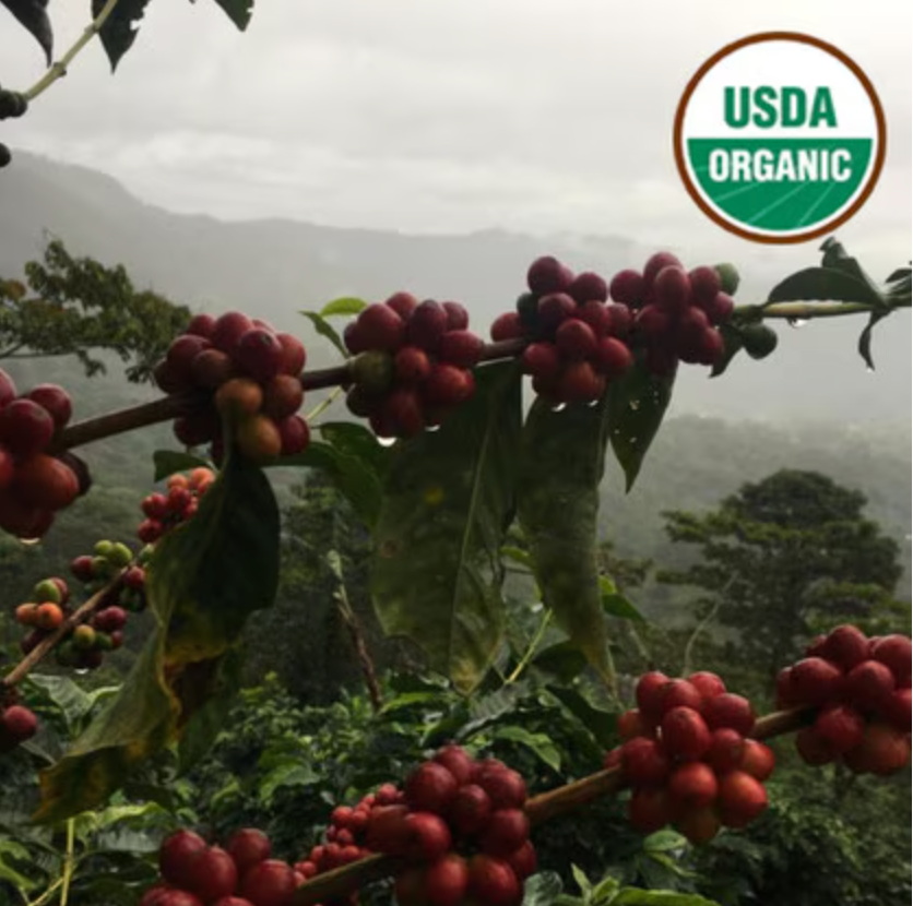Red coffee berries on a branch with a mountainous background and USDA Organic logo.