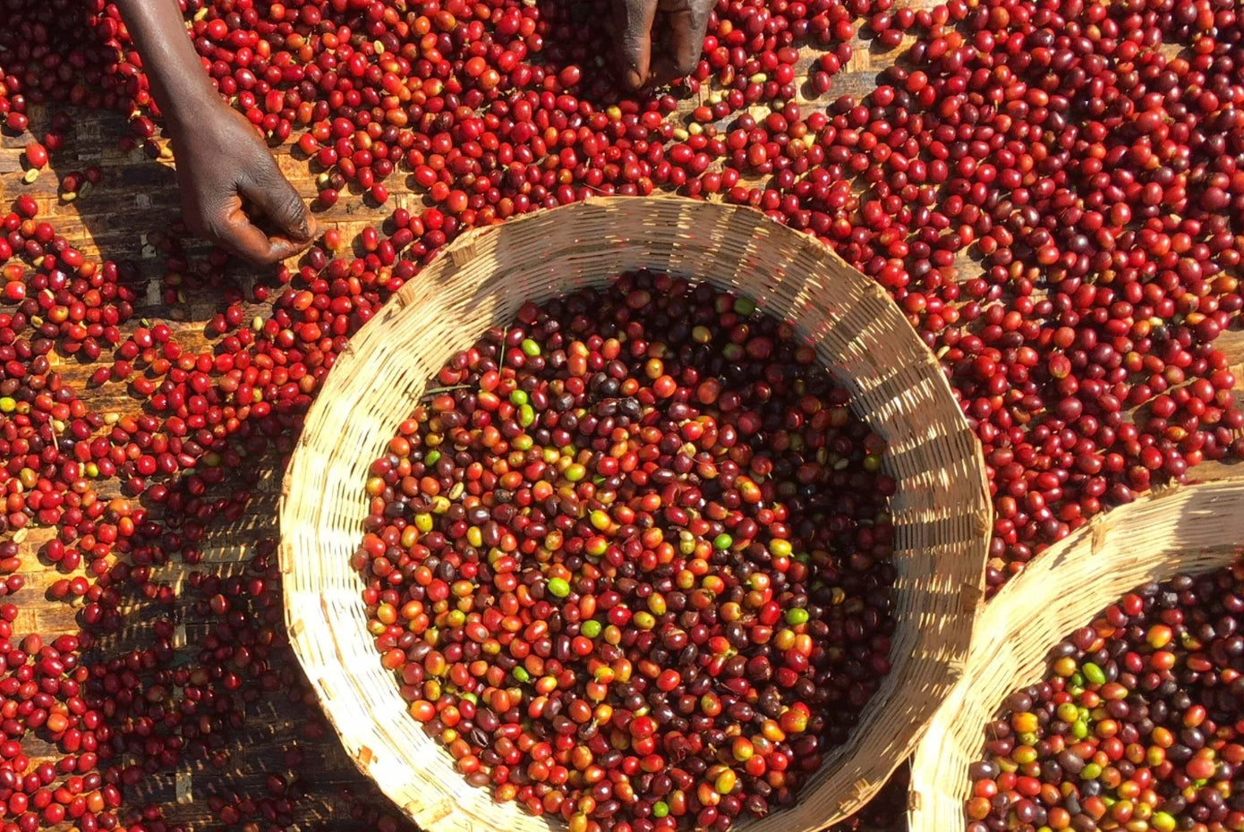 Sun drying coffee beans