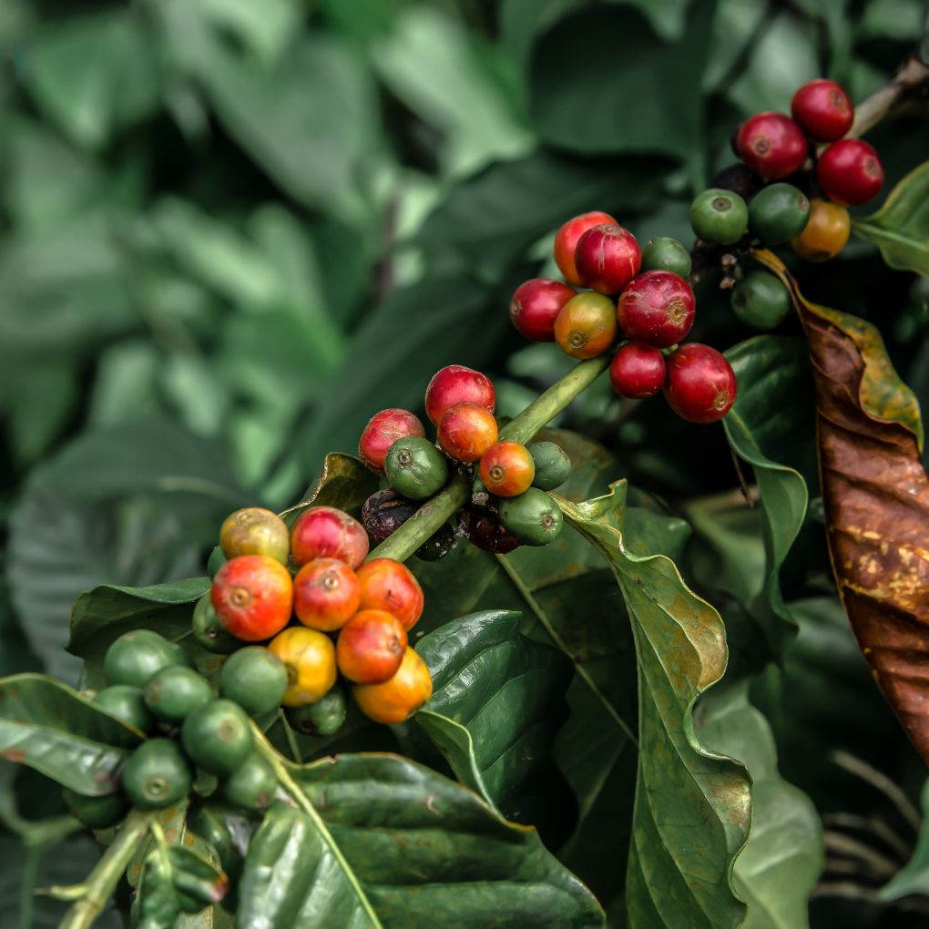 low acid beans, harvested at peak ripeness