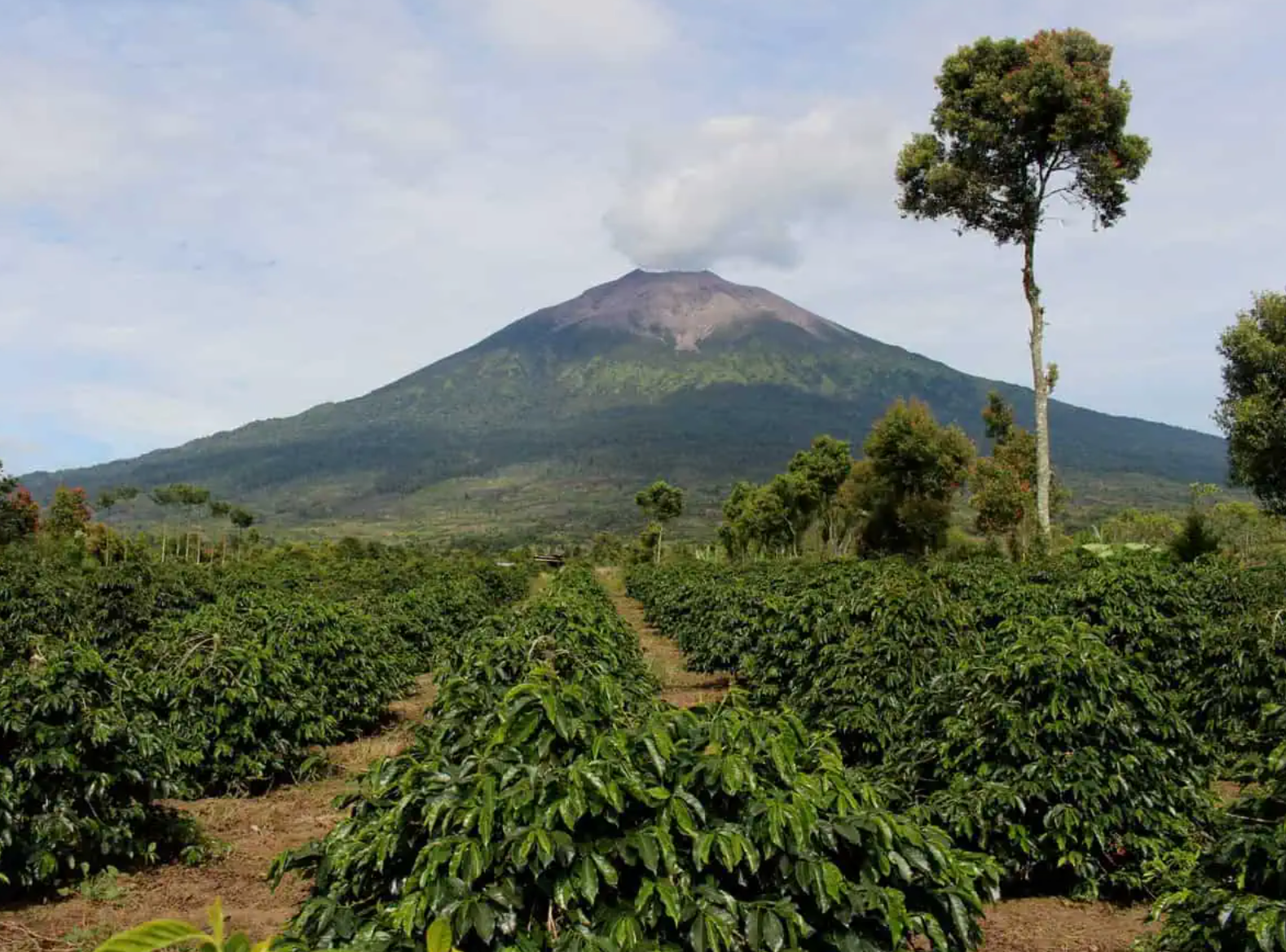 arabica coffee plantation with a volcano in the background